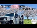 今年もまた恒例のお花見行ってきました！でも。。【ジムニー】