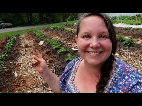 Wideo: Hilling Up Potatoes - Wskazówki, kiedy przykryć rośliny ziemniaczane