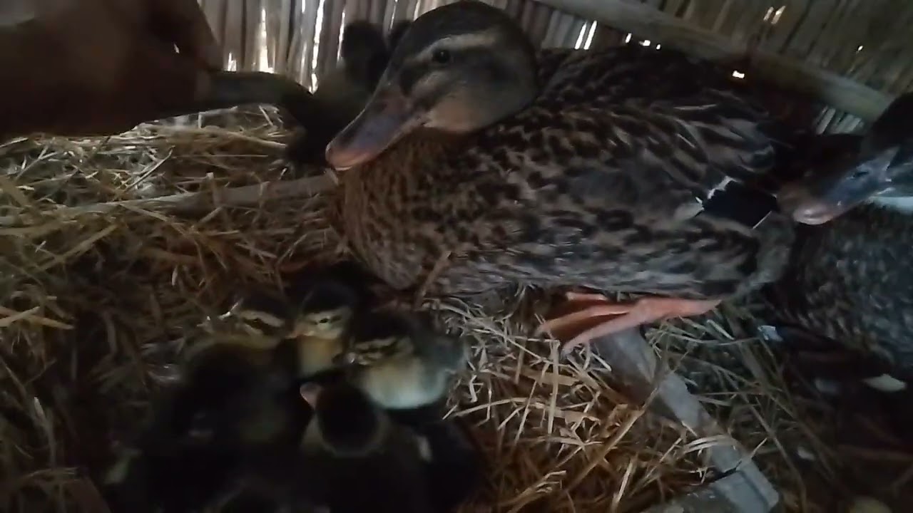 masena 8 ta wngkarbai November 7, 2023