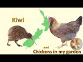 Kiwi and Chickens in my garden