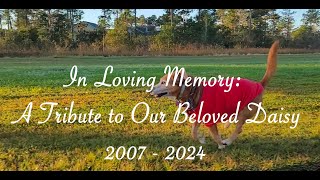 Daisy RIP   In Loving Memory 2007  2024