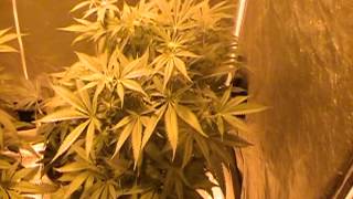 medical blackberry kush clone grow pt5