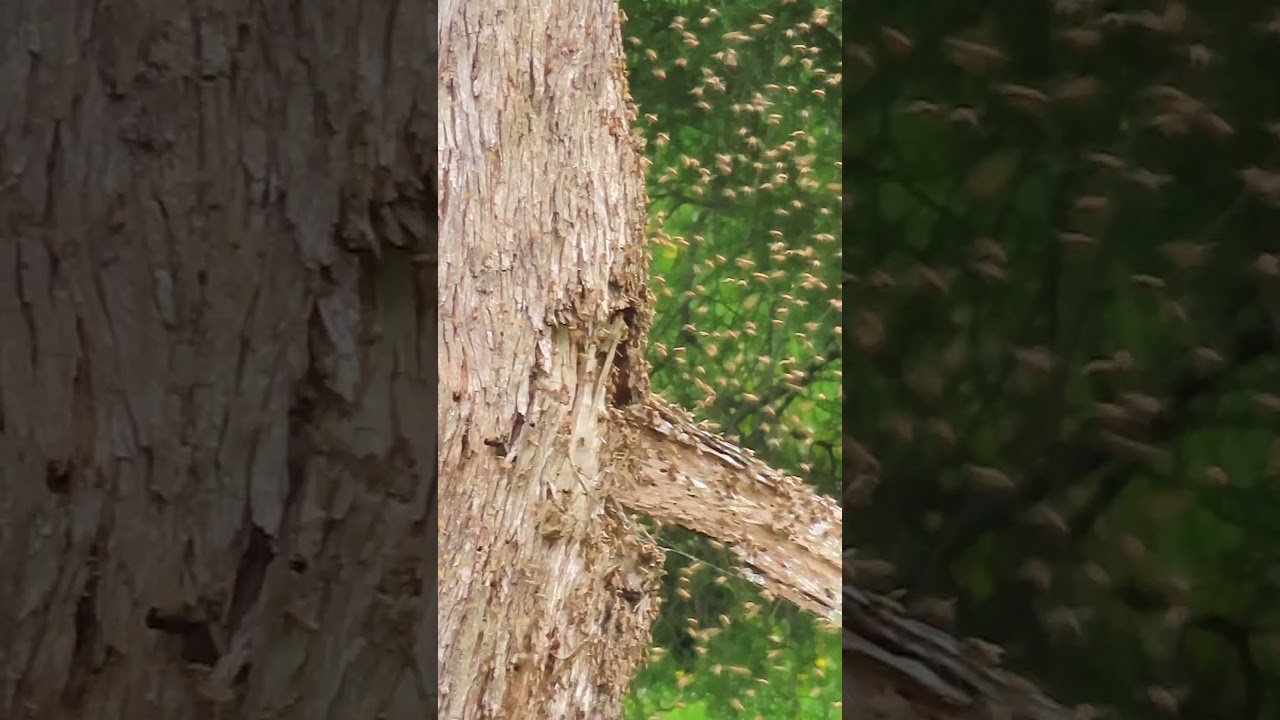 Wild Honey bees swarming in New Zealand