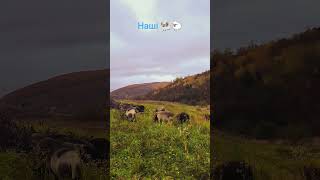 Наші 🐏🐑 shorts #shorts #dorper #ukraine #sheep #вівці #закарпаття #гори #осінь #черник #село