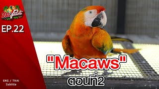 EP22.Macaws Part2