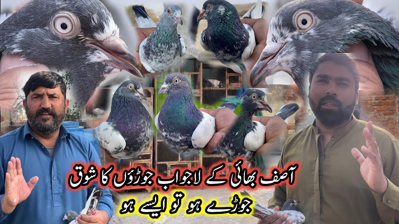 Asif Bhai Ka Lajawab Joroo Ka ShooQ 😅