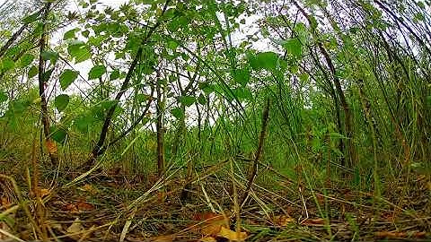 Betaflight Flip over after crash