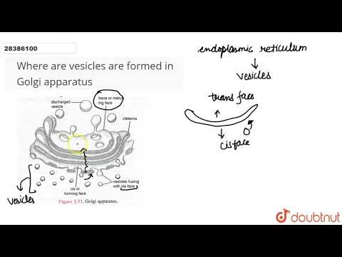 Video: Kde se tvoří vezikuly v Golgiho aparátu?