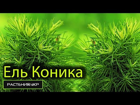 Ель канадская коника посадка и уход в открытом грунте