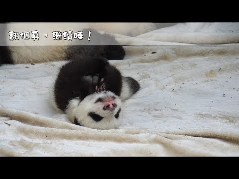 《熊貓早晚安》翻個身不是起床了，而是繼續睡 | iPanda熊貓頻道