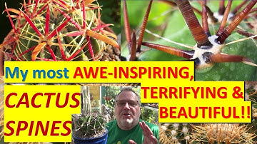 CACTUS SPINES: MY MOST AWE-INSPIRING, TERRIFYING & BEAUTIFUL! #cacti #plants #succulent #botany