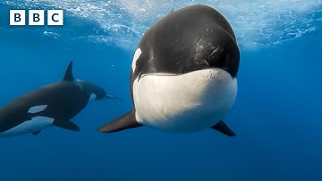 Killer whales use new hunting technique to kill blue whale | Parenthood - BBC
