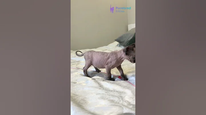 Video 9664121: canadian sphynx kitten, sphynx kittens blue, blue eyed sphynx, rare sphynx, kittens hypoallergenic, kitten cutecat, kitten blue point, hypoallergenic beauty
