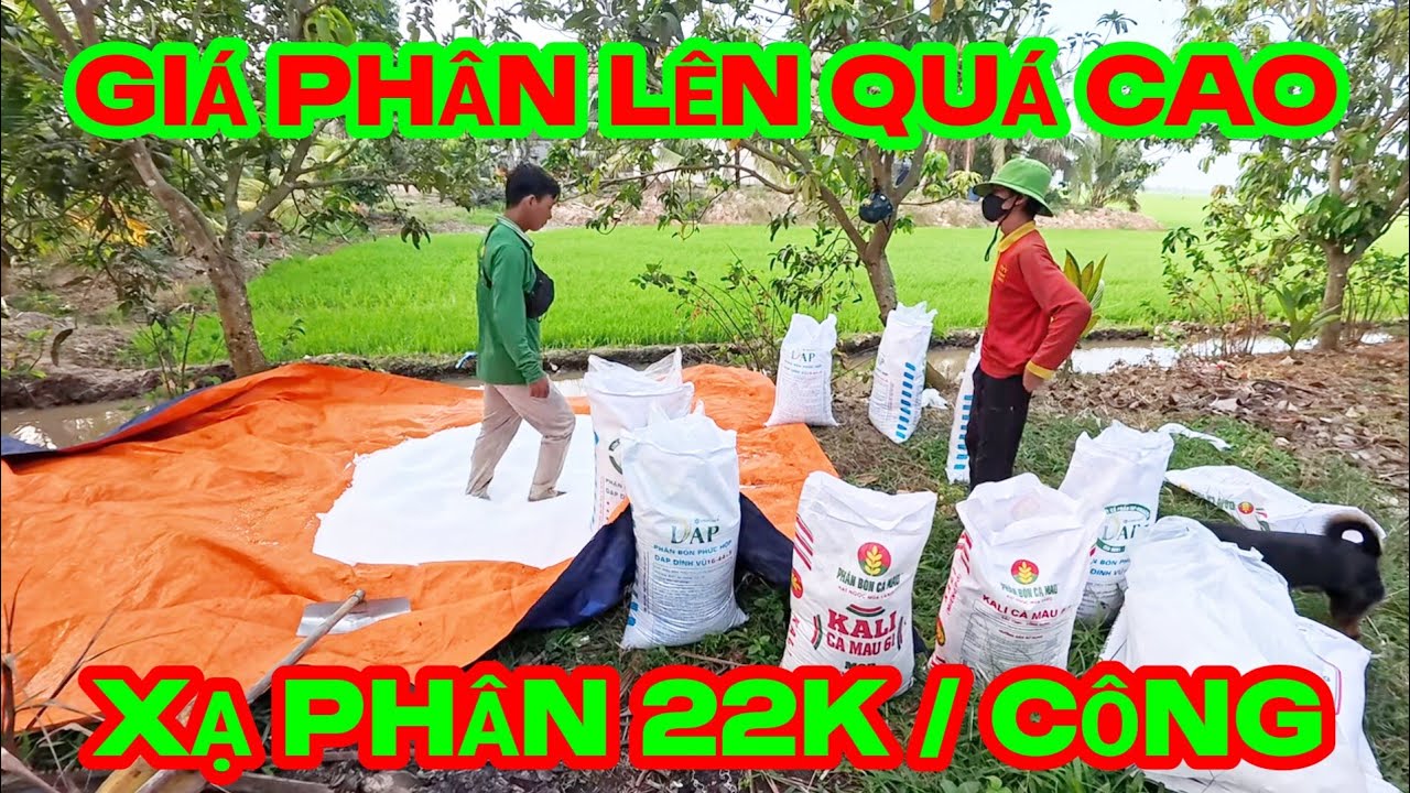 Giá phân lên cao nông dân ngán ngẩm ,  tiền công xạ phân 22000 đ/công tầm lớn