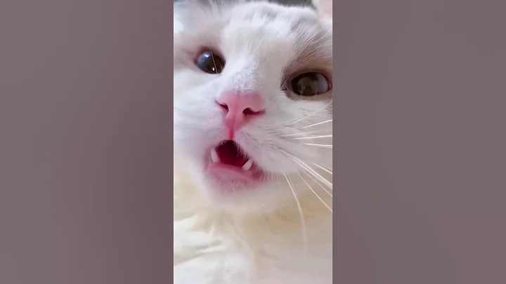 Cat Meowing 😺😺 || Cat Voice || Cute Cat Voice Short  Video #shorts #cat #catlover