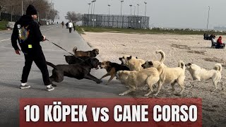 10 Köpek Vs Cane Corso Önemli Tavsiyeler 