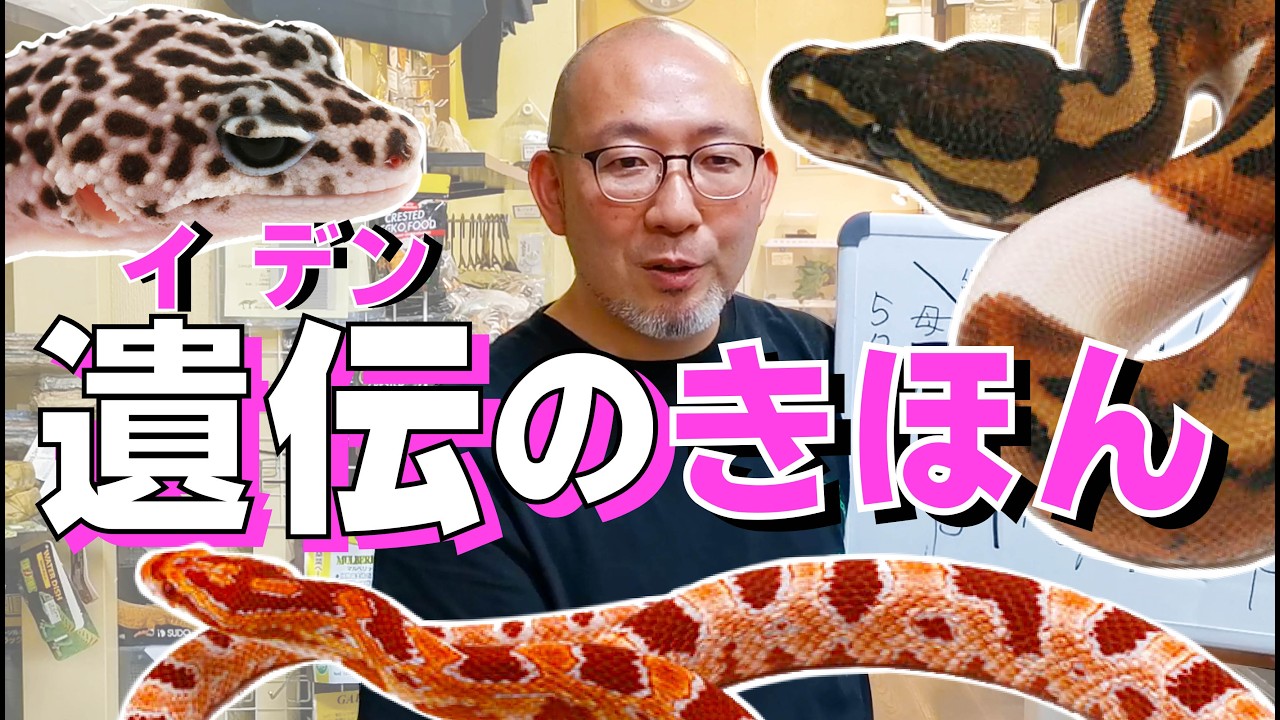【わかりやすい！爬虫類の遺伝を知ろう!!】レオパ・ボール・コーンの遺伝性をざっくり解説