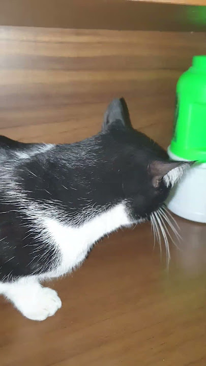 mi gato siendo un gato#miau#migatommeodia
