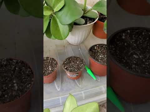 Video: Guía de propagación de plantas de cera: aprenda a propagar plantas de Hoya