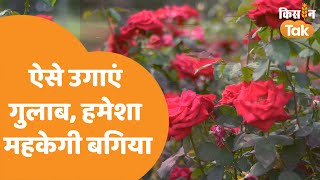 Terrace Rose Gardening: छत पर कैसे करें गुलाब की खेती, यहां मिलेगी पूरी जानकारी | Kisan Tak