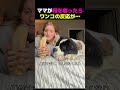 パトラッシュ…？🐶 デカいは正義のセントバーナード