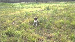 Biscuit 07242015