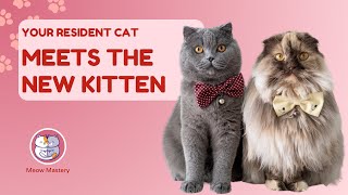 Meet the New Kitten: How to Introduce Your Resident Cat by Meow Mastery 22 views 2 months ago 5 minutes, 28 seconds