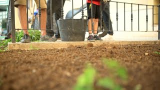 Regeneració del jardí de la Plaça Constitució d'Albal