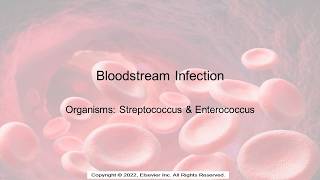 Bloodstream Infections Streptococcus and Enterococcus