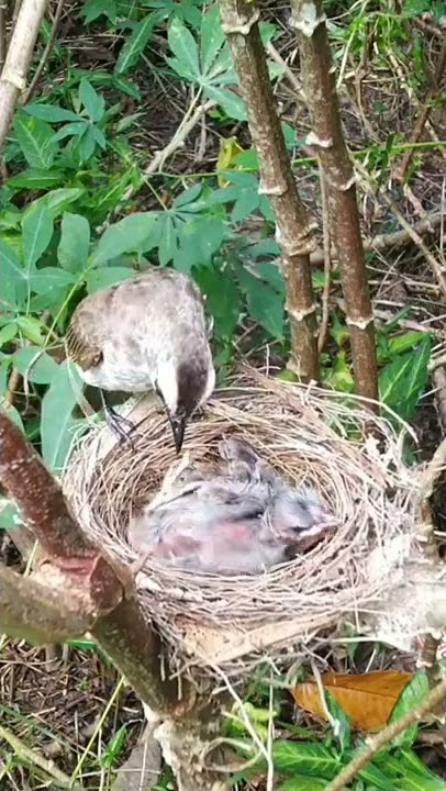 Burung Trucukan Memberi Makan & merawat anaknya di Alam