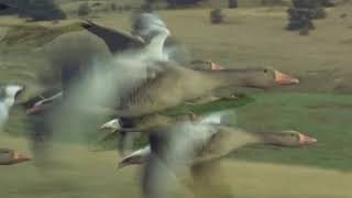 Полет диких гусей