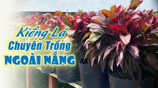 CÂY KIỂNG LÁ TRỒNG NGOÀI NẮNG - P2