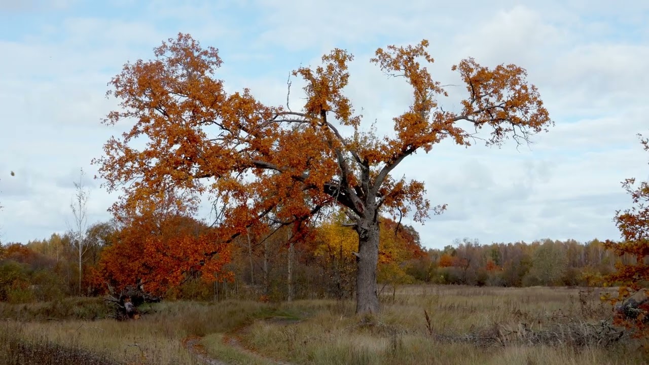 2025-10-12 Вышков.  Ипуть