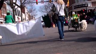 St. Patrick's Parade:  Potomac Valley Samoyed Club