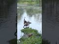 fox sneaks out on goose family #fox #goose #nature #wildlife #animals