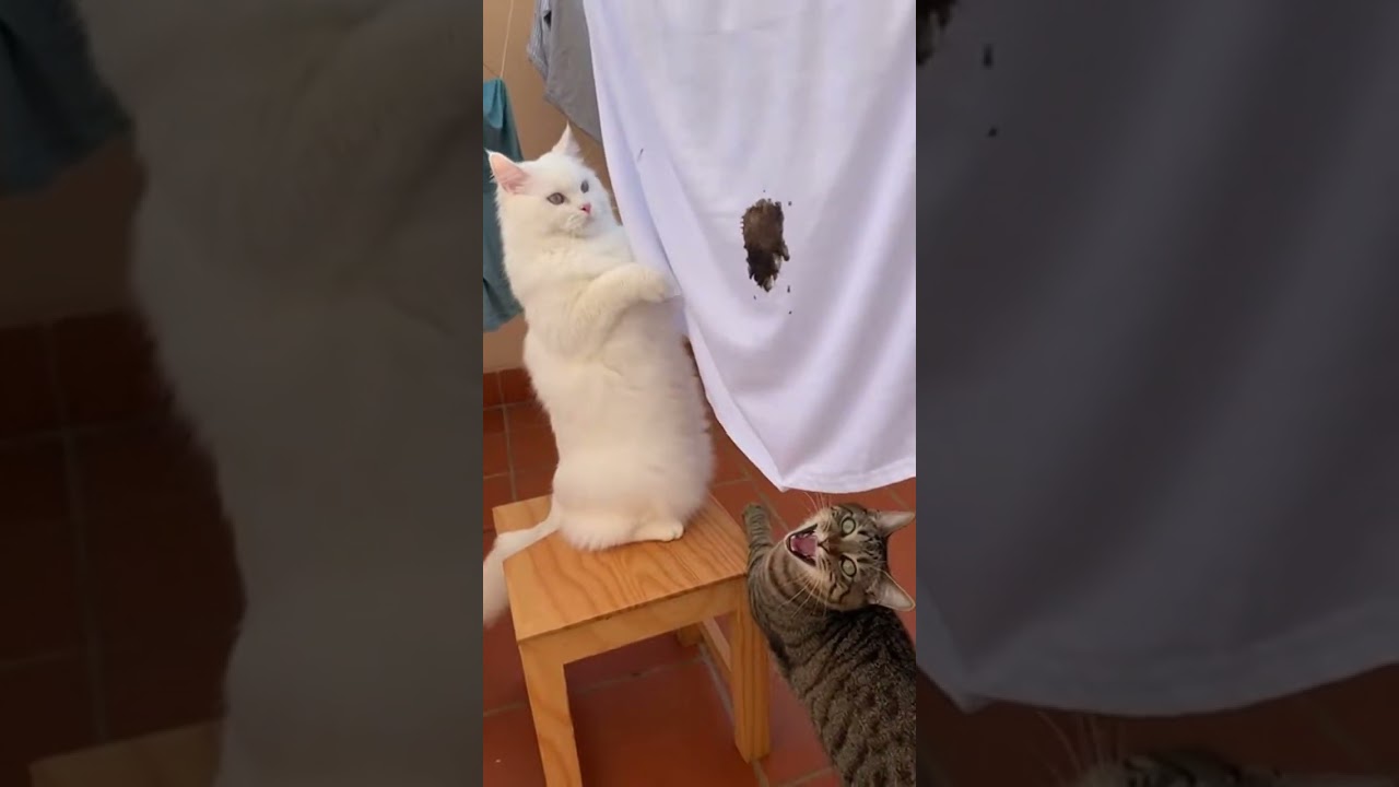 Instant Regret! 🙀Cat's Laundry Day Fails! 🧺They Weren't Expecting This... 🤯Wait For The End! 😹