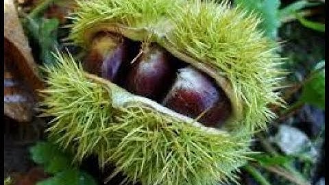 Kastanien in Deutschladn // Hạt dẻ siêu khổng lồ hái trong rừng ở đức