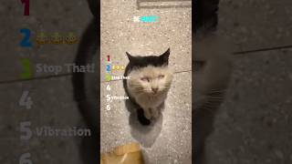 Be quiet! 😂 #ranking #cat #catshorts #funny #cats