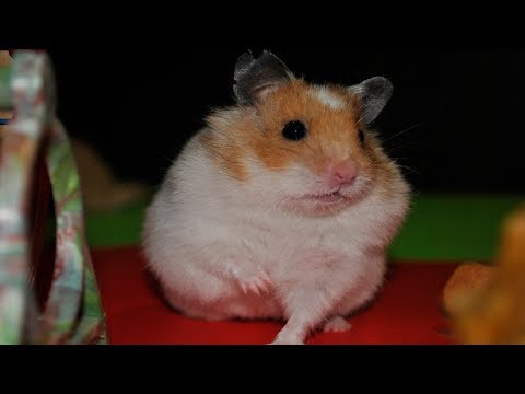 syrian-hamsters-first-time-walk-|-funny-hamsters