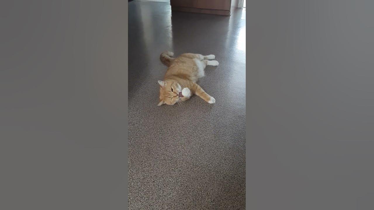 Сытый кот, довольный и хозяин - YouTube
