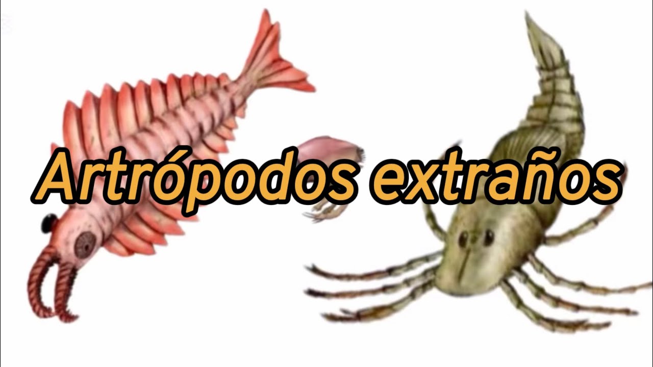 Datos sobre Anomalocaris, Dollocaris y Megarachne