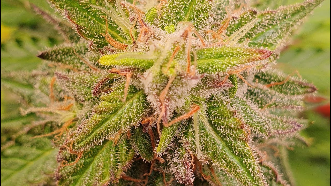 Trichome checken Tag 61 äh 56 die ist ja 5 jünger :D