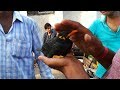 BABY HILL MYNA AND PARROT SELLER AT GALIFF STREET KOLKATA PET MARKET | MAY VISIT 2018