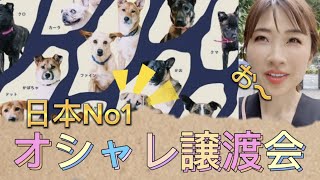 【必見】日本一おしゃれな保護犬譲渡会