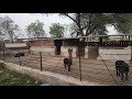 Anil Mahto Pig Farm || Low Cost Pig Farm || Ramchandrapur || Chakradharpur || Jharsuk || LIFE AID