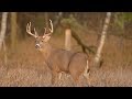 Learn How Big Bucks Choose Core Areas on Hunting Land