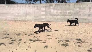 1St Pg For Bandit A2086844 With Lucille A2082204 & Dee A2073787