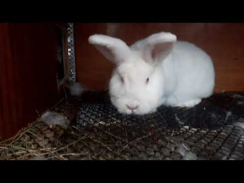 როგორ მოვიქცე ? თუ ვინმემ რამე იცით დამიწერეთ კომენტარებში