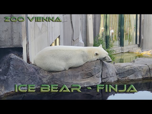 Zoo Vienna - Ice Bear Finja Feeding