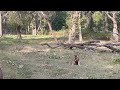 Tiger Hunting for Food in Kabini Backwater 🐅
